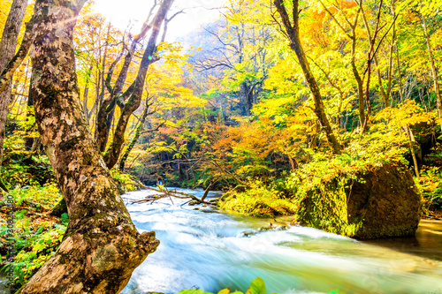 Oirase Stream in autumn at Towada Hachimantai National Park in Aomori  Tohoku  Japan