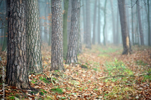 Fototapeta Naklejka Na Ścianę i Meble -  Winter woods on a foggy day in Franconia, Germany as Christmas approaches