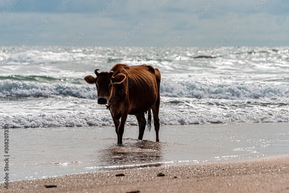 Galle, Sri lanka - Sept 2015: Brown cow with twisted horns, walking through shallow water at a beach Galle, Sri lanka - Sept 2015: Brown cow with twisted horns, walking through shallow water at a beach