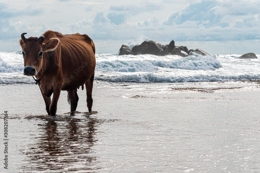 Galle, Sri lanka - Sept 2015: Brown cow with twisted horns, walking through shallow water at a beach Galle, Sri lanka - Sept 2015: Brown cow with twisted horns, walking through shallow water at a beach