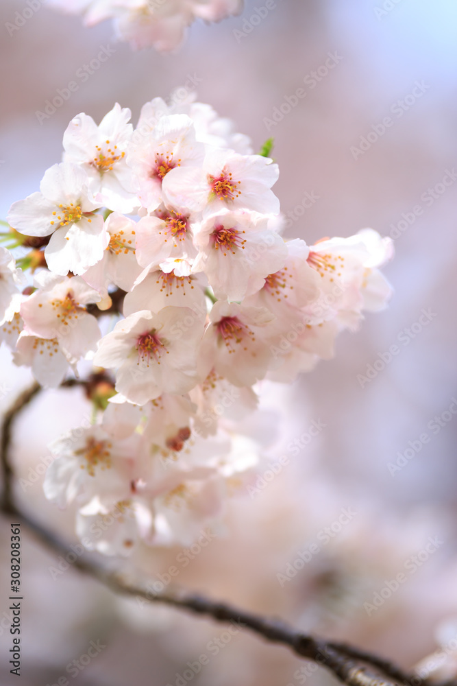 Naklejka premium 桜の花 春イメージ