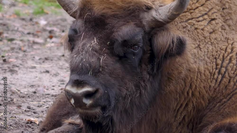 Bison sitting on the ground close up of head. Bison sitting on the ground close up of head.