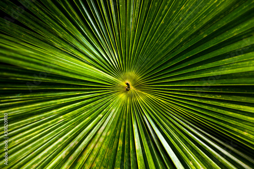 Radial palm tree leaves bac...