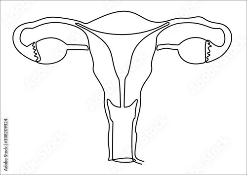 Continuous one single line drawing Uterus and ovaries, organs of female reproductive system