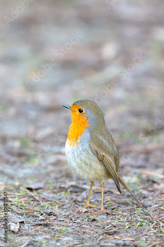 European robin (Erithacus rubecula) in the nature protection area Moenchbruch near Frankfurt, Germany.