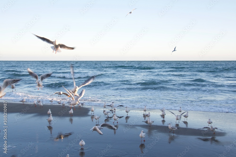 beautiful seagulls flying by the sea beautiful seagulls flying by the sea