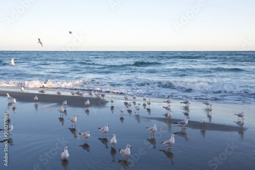 beautiful seagulls flying by the sea © Ruslan A