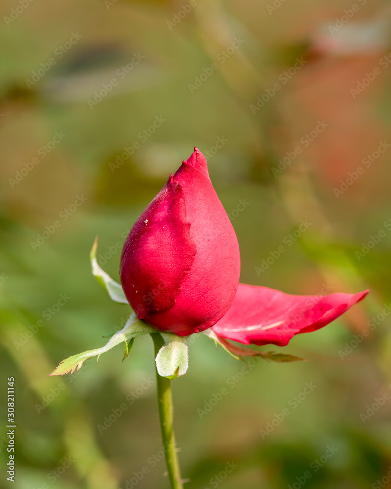 Beautiful Red Rose Flower Blooming Bud in the Garden Beautiful Red Rose Flower Blooming Bud in the Garden