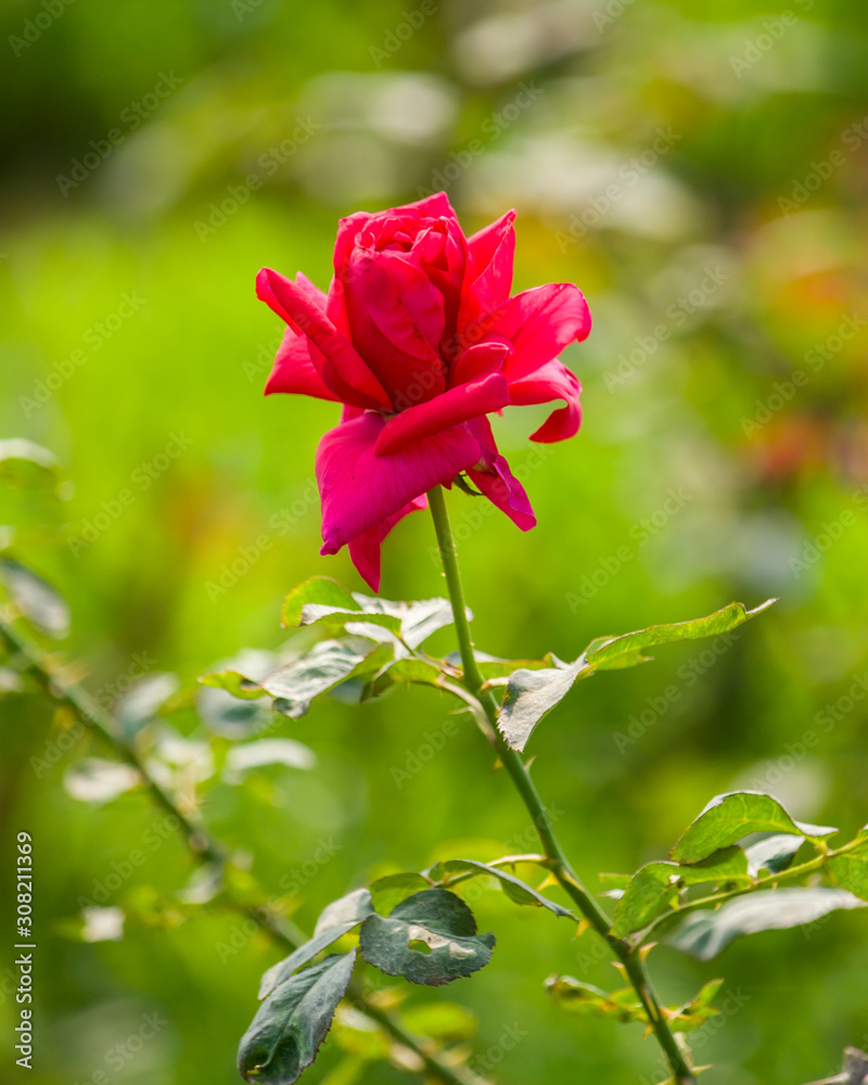 Beautiful Red Rose Flower Blooming in the Garden