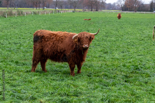 Herde schottischer Galloway-Rinder in Freilandhaltung grast auf einer Weide eines Biobauernhofs mit artgerechter Haltung zur nachhaltigen Fleischproduktion und Milchproduktion