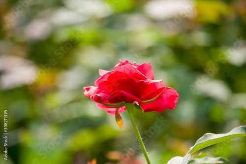 Beautiful Red Rose Flower Blooming in the Garden