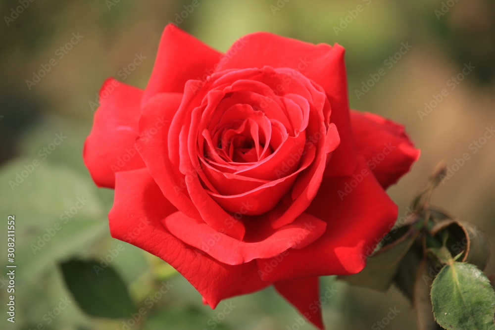 Beautiful Red Rose Flower Blooming in the Garden Beautiful Red Rose Flower Blooming in the Garden