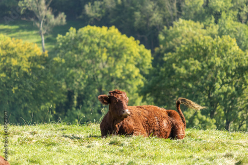 Schilderij op canvas Vache Salers à Humbert