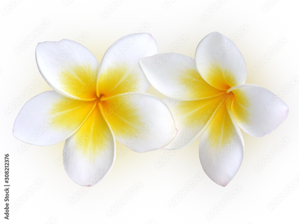 Naklejka premium frangipani flower on white background
