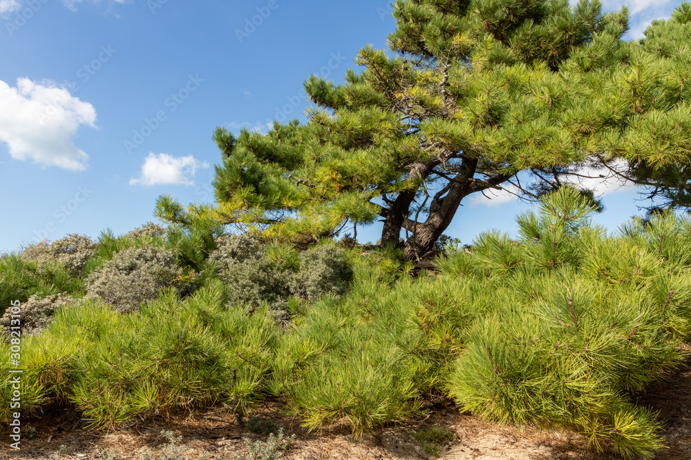 Pin dans l'espaces naturel sensible des dunes de la Slack Pin dans l'espaces naturel sensible des dunes de la Slack