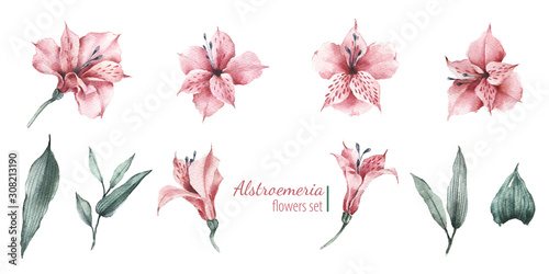 Set of watercolor graphics flowers, buds and leaves of alstroemeria. Vintage botanical illustration. photo