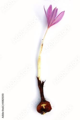 Autumn crocus (Colchicum autumnale) isolated on white.