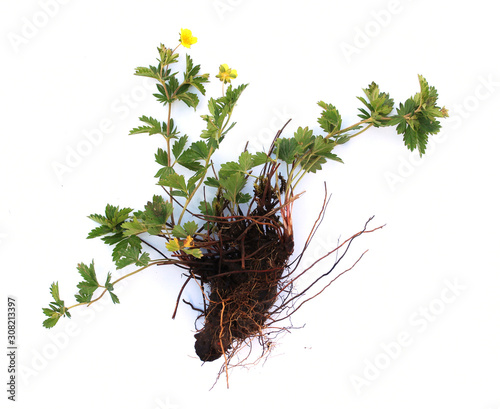 Konstfotografi Tormentile (Potentilla erecta) isolatad on white.
