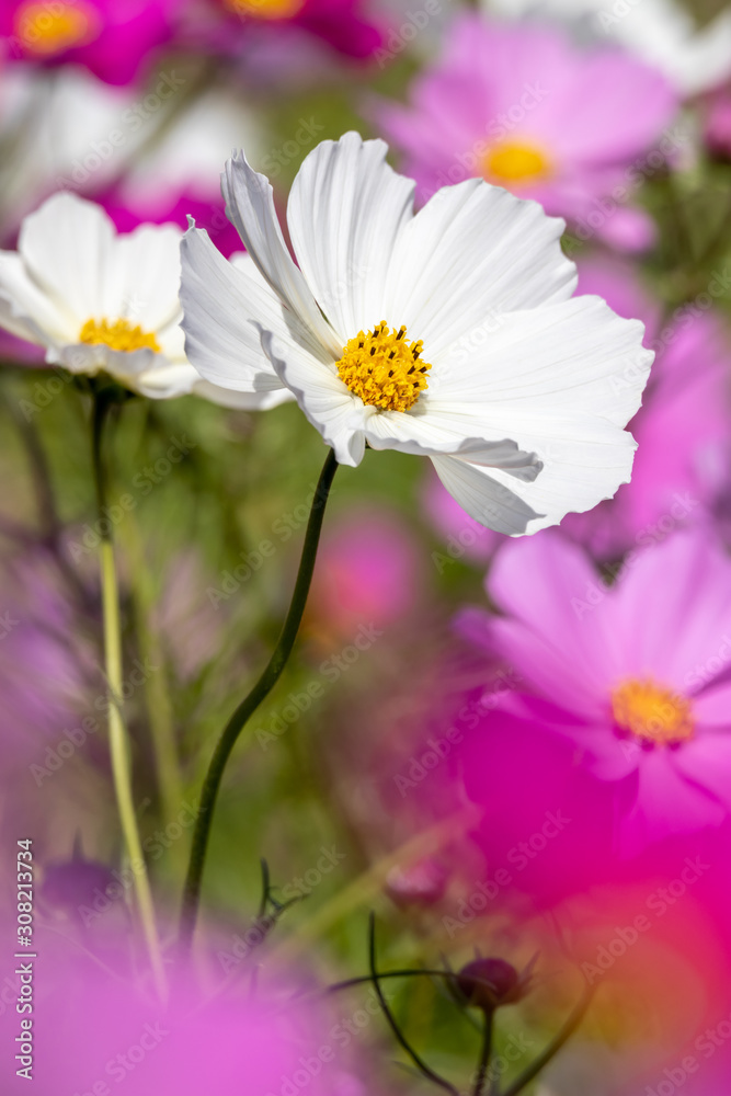 コスモス畑　秋イメージ