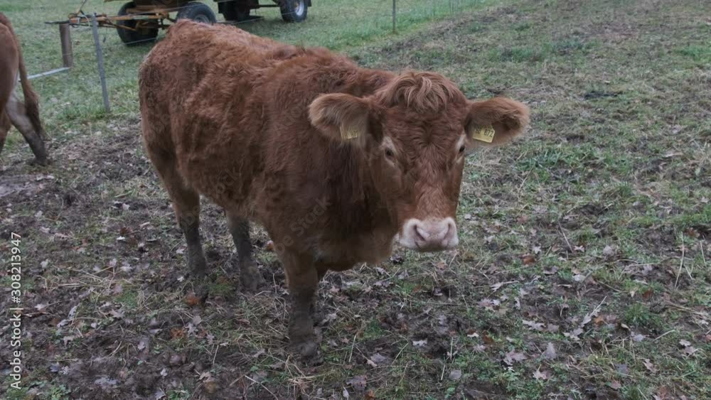 Brown cow grazing on grass pasture, grass fed, organic beef; angle one wide Brown cow grazing on grass pasture, grass fed, organic beef; angle one wide