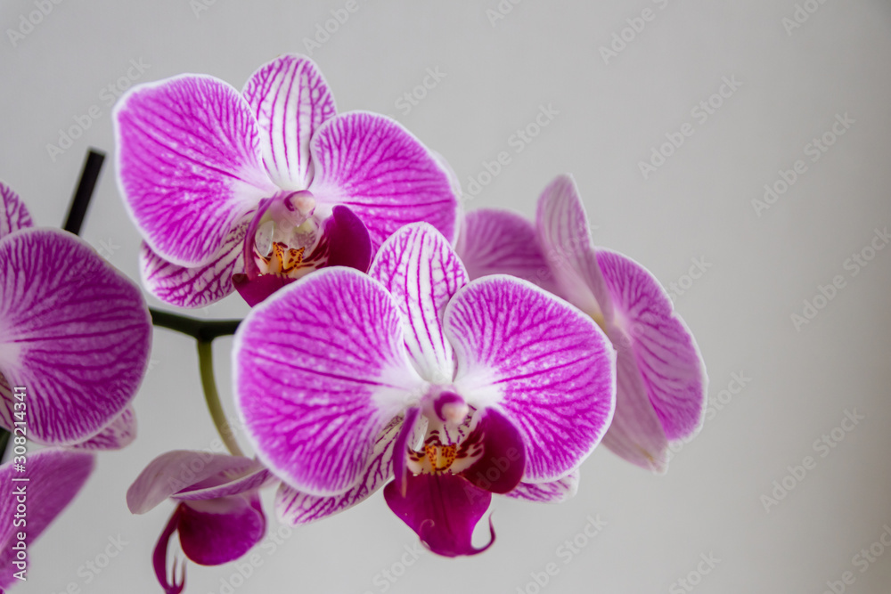Pink-rosa-farbene Orchidee in voller Blütenpracht und mit sich öffnenden Blütenknospen als edles Geschenk zum Muttertag oder zur Freude und Zierde für Freunde und Verwandte Pink-rosa-farbene Orchidee in voller Blütenpracht und mit sich öffnenden Blütenknospen als edles Geschenk zum Muttertag oder zur Freude und Zierde für Freunde und Verwandte