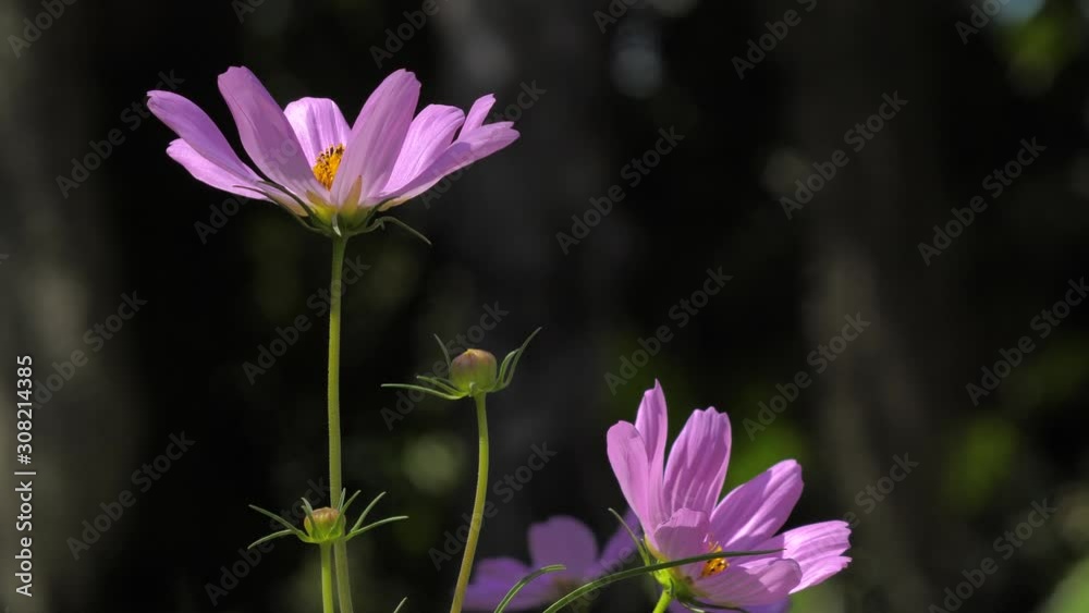 Purple cosmos flower blooming in the field, close-up shot select focus shallow depth of field Purple cosmos flower blooming in the field, close-up shot select focus shallow depth of field