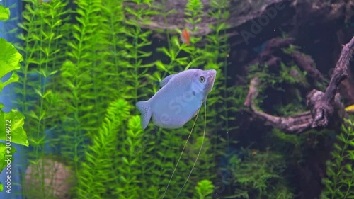 Trichopodus microlepis. White tropical fish in the aquarium gourami, moon gourami moonlight photo