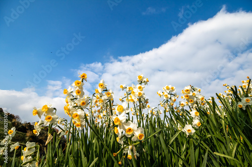 水仙の花 初春イメージ