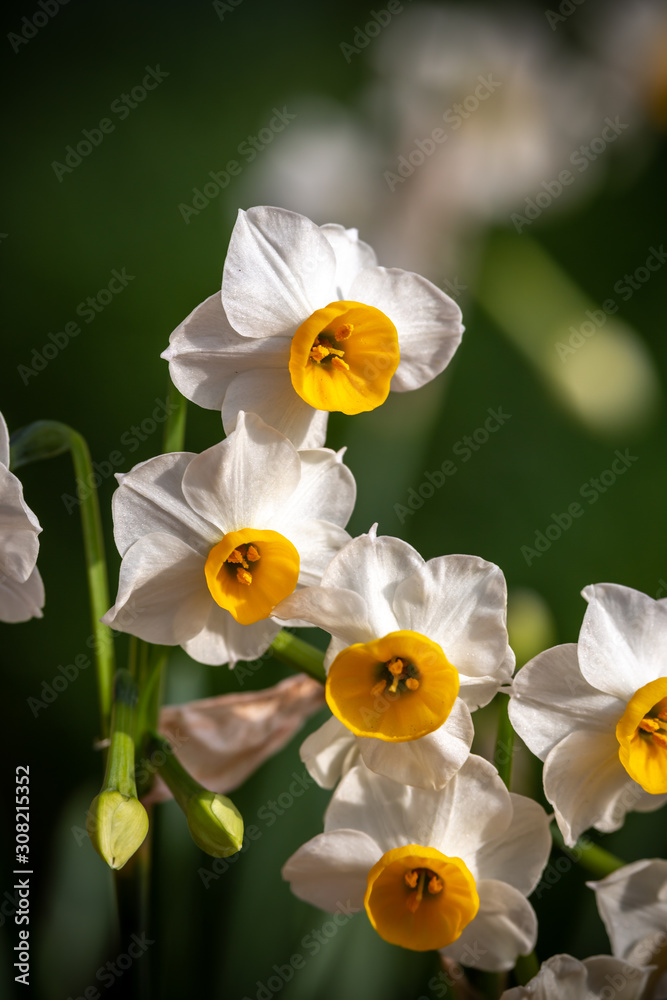 水仙の花 初春イメージ Stock Photo Adobe Stock 水仙の花 初春イメージ Stock Photo Adobe Stock