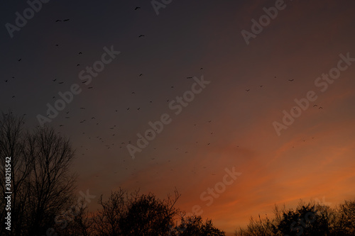 Flock of birds at sunset