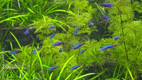 Denison`s barb. tropical fish in aquarium photo