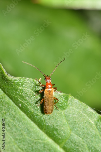 Closeup of a soldier beetle, Cantharis rufa, resting on a green leaf.