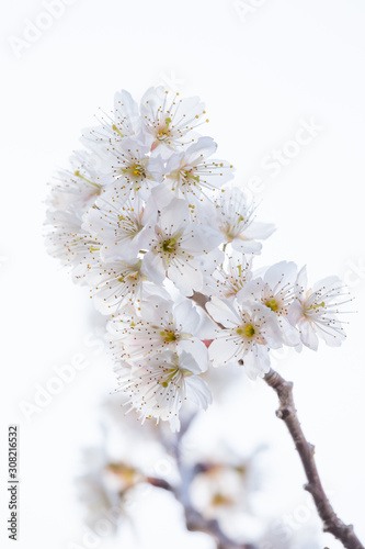 桜の花　春イメージ © TOMO