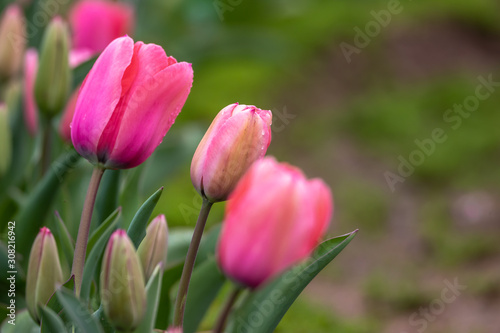 チューリップの花　春イメージ