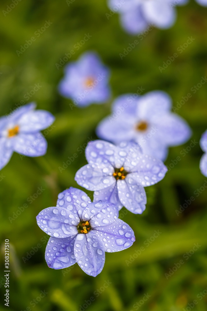 ハナニラの花 Stock Photo Adobe Stock