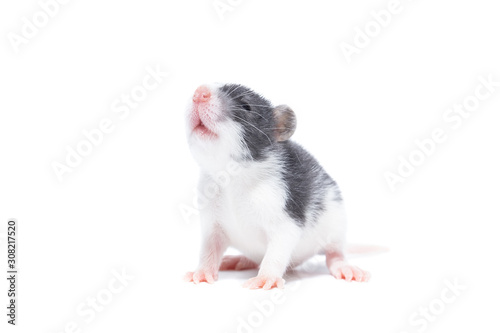 rat on white background