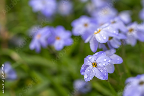 ハナニラの花