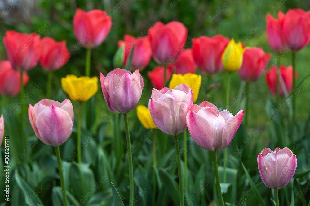 チューリップの花　春イメージ