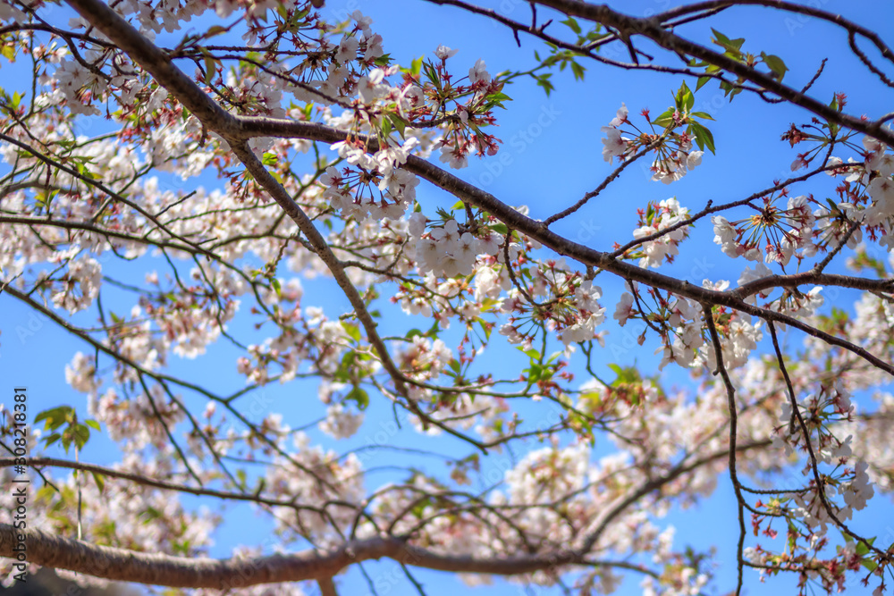 桜の花 春イメージ 桜の花 春イメージ
