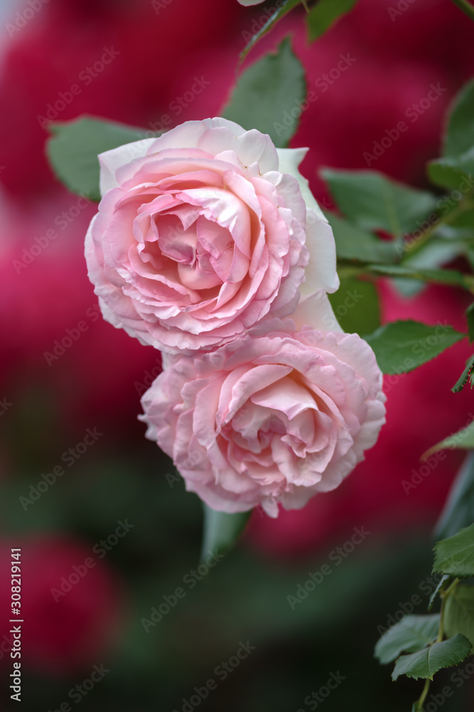 バラの花 バラの花