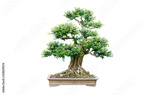 Chinese garden bonsai art