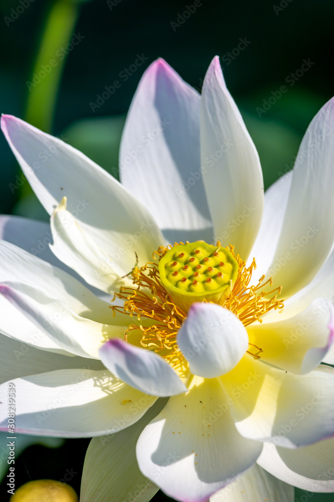 蓮の花 初夏イメージ 蓮の花 初夏イメージ