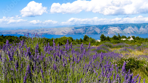 Endless lavender fields on Hvar Island, Croatia, with the deep blue Adriatic Sea in the background. Under the bright sun and white clouds, this Mediterranean paradise bursts with color and fragrance.