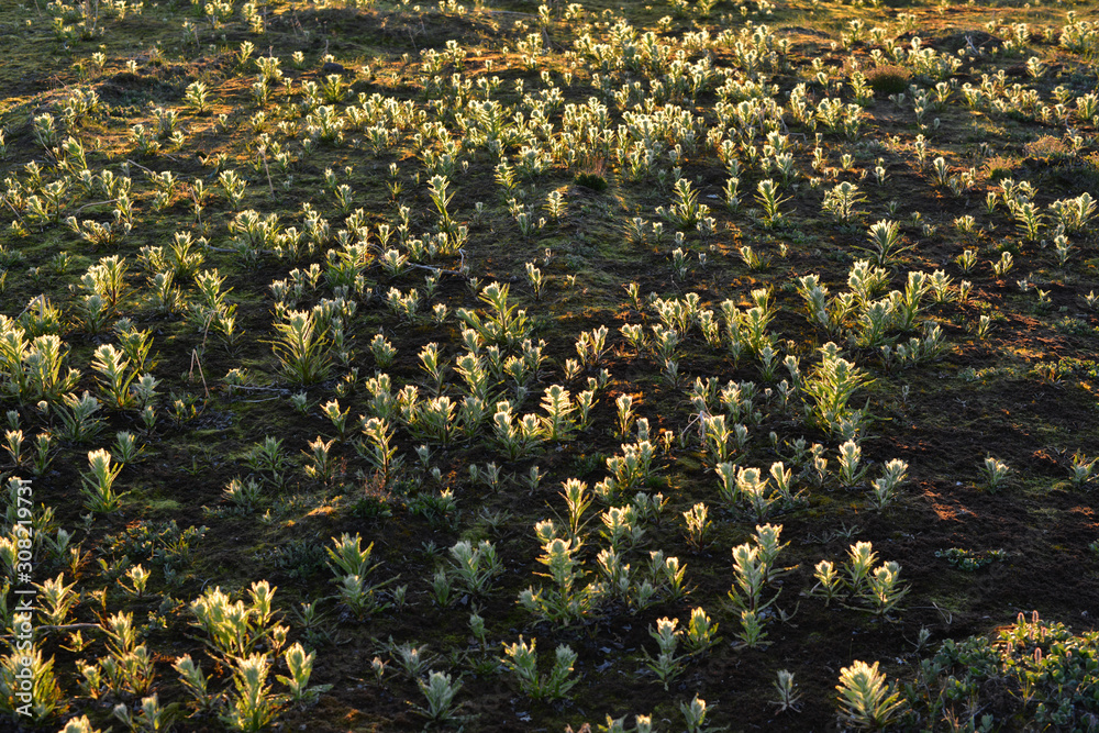 Obraz premium Tundra vegetation, arctic