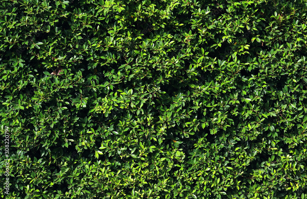 Background of the leaves wall Background of the leaves wall