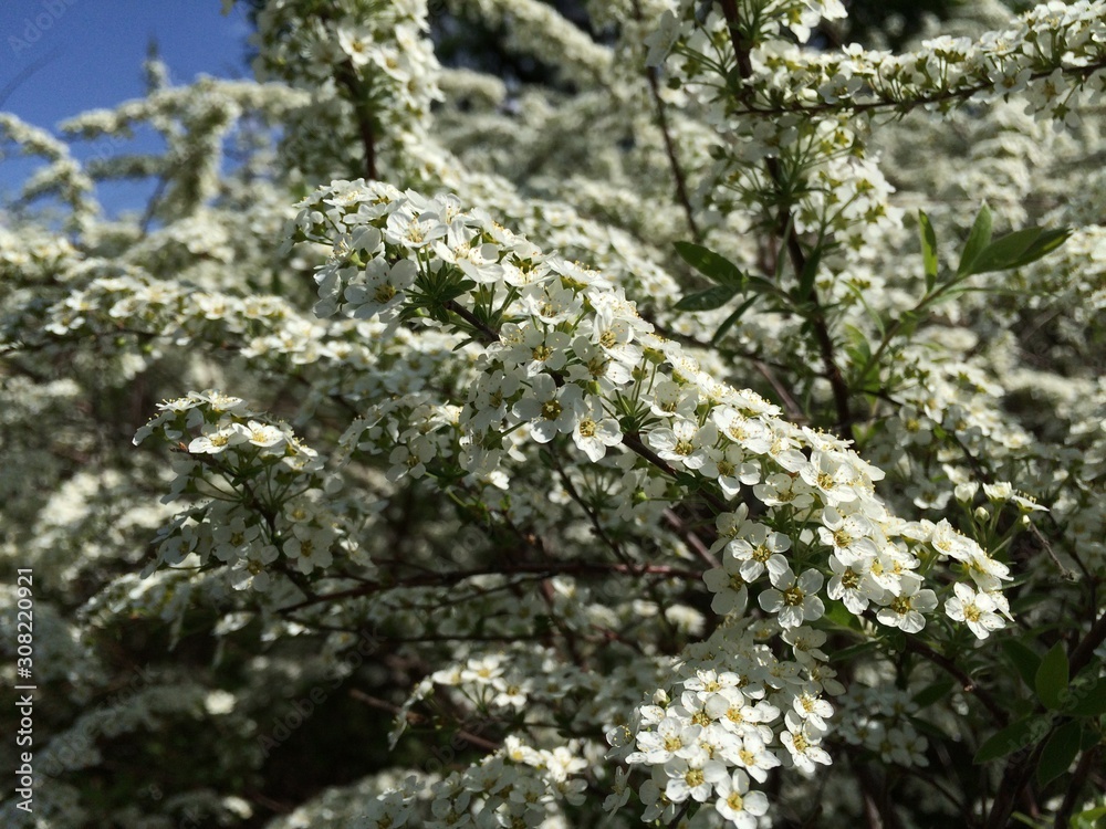 The texture of the flowering branches, white spirea in the background of blue sky. Mobile photo in natural daylight. The texture of the flowering branches, white spirea in the background of blue sky. Mobile photo in natural daylight.