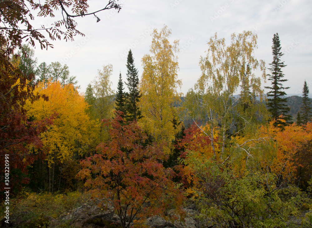 Fototapeta premium wonderful golden autumn landscape of mountains and dense coniferous forest
