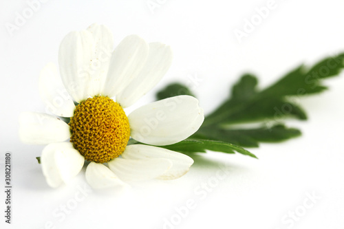 Flower of feverfew (Tanacetum parthenium) isolated on white. photo