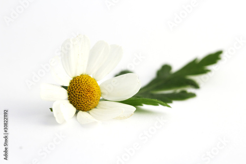 Flower of feverfew (Tanacetum parthenium) isolated on white. photo