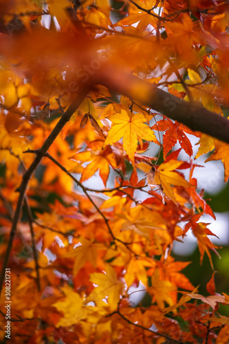 紅葉　秋イメージ